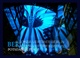 (00037) BB040 Sony Center.jpg