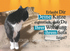 R36_Katze.jpg